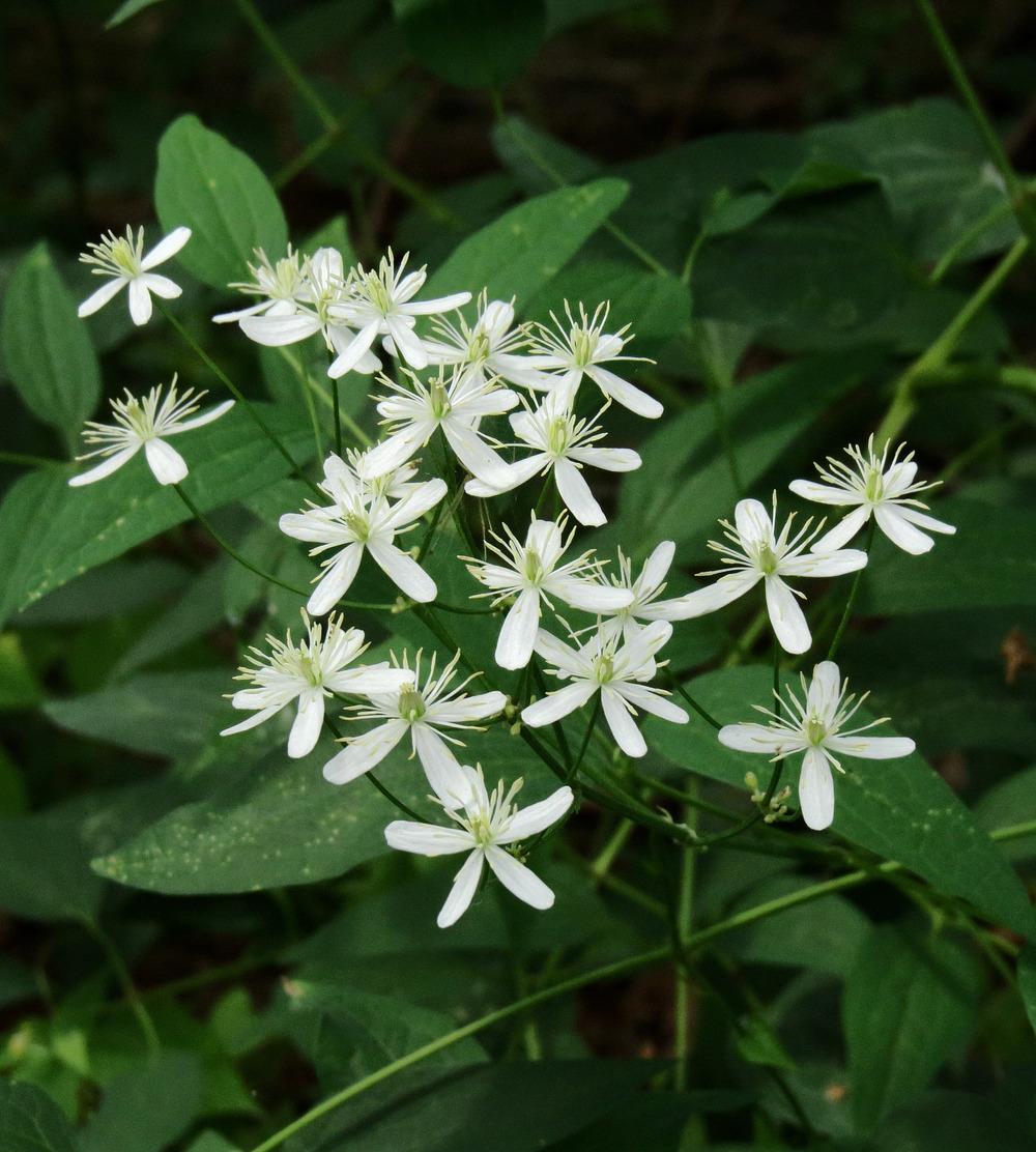 Photo of Clematis (Clematis recta) uploaded by admin