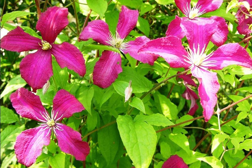 Photo of Clematis (Clematis viticella 'Madame Julia Correvon') uploaded by admin
