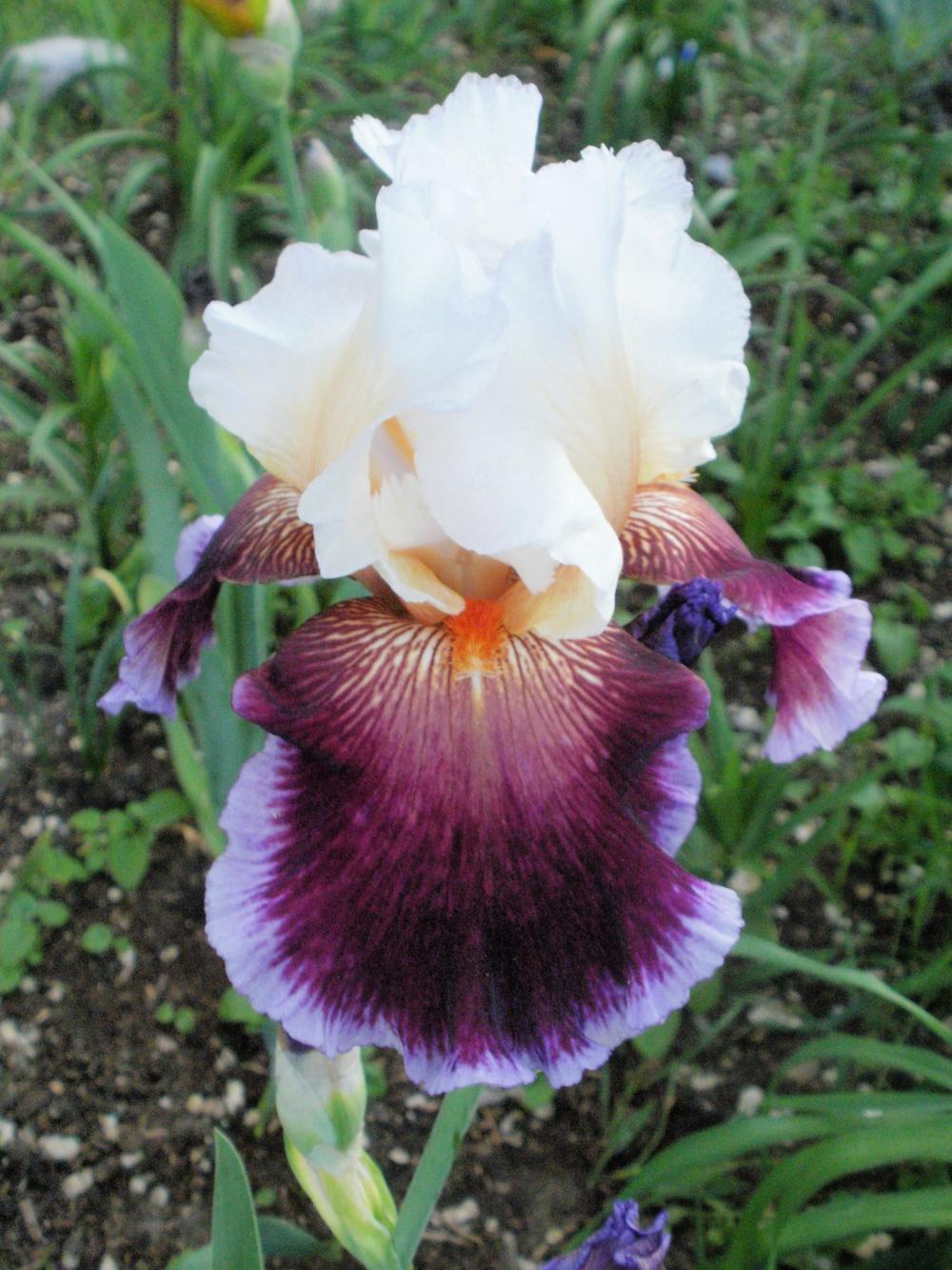 Photo of Tall Bearded Iris (Iris 'Care To Dance') uploaded by bramedog
