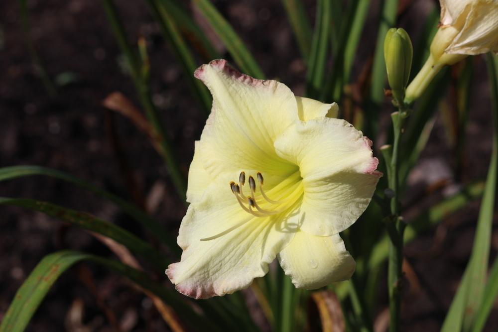 Photo of Daylily (Hemerocallis 'Tipped in Rouge') uploaded by dave