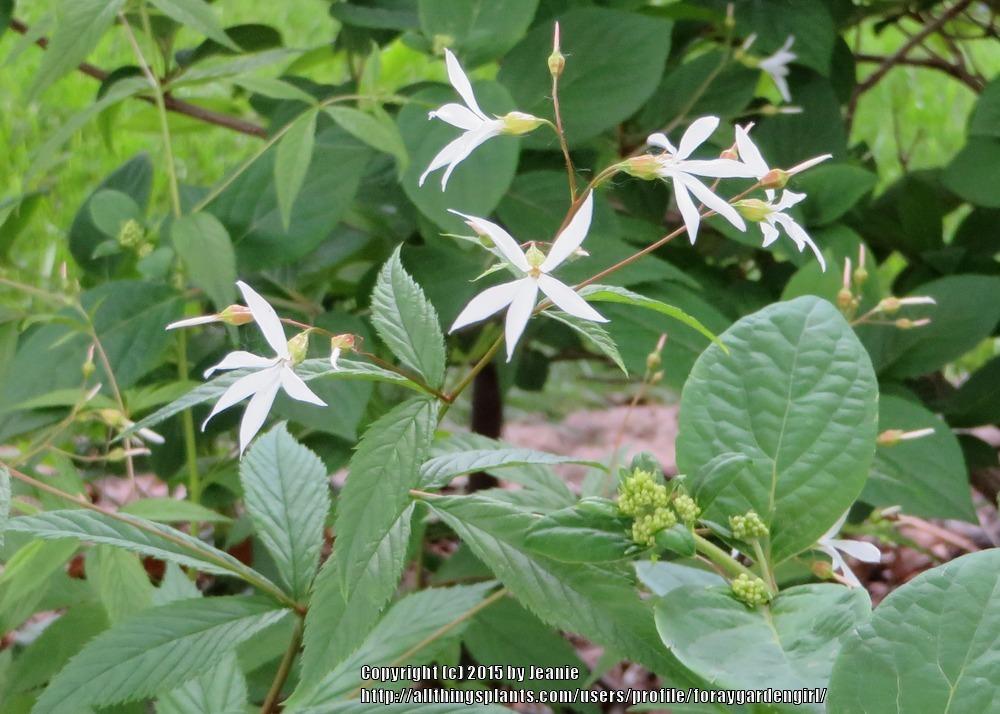 Photo of Bowman's Root (Gillenia trifoliata) uploaded by foraygardengirl