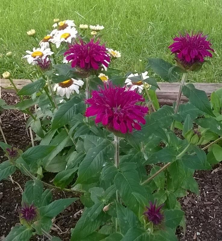 Photo of Bee Balm (Monarda didyma Balmy™ Purple) uploaded by krobra