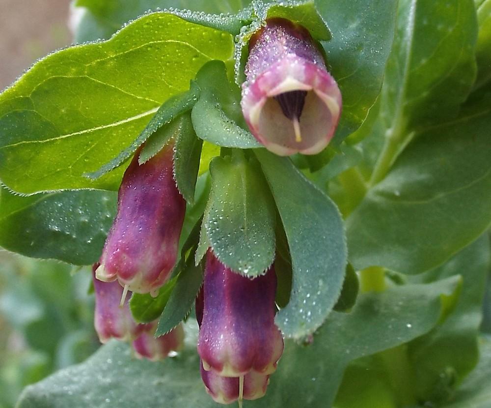 Photo of Honeywort (Cerinthe major subsp. purpurascens) uploaded by poisondartfrog