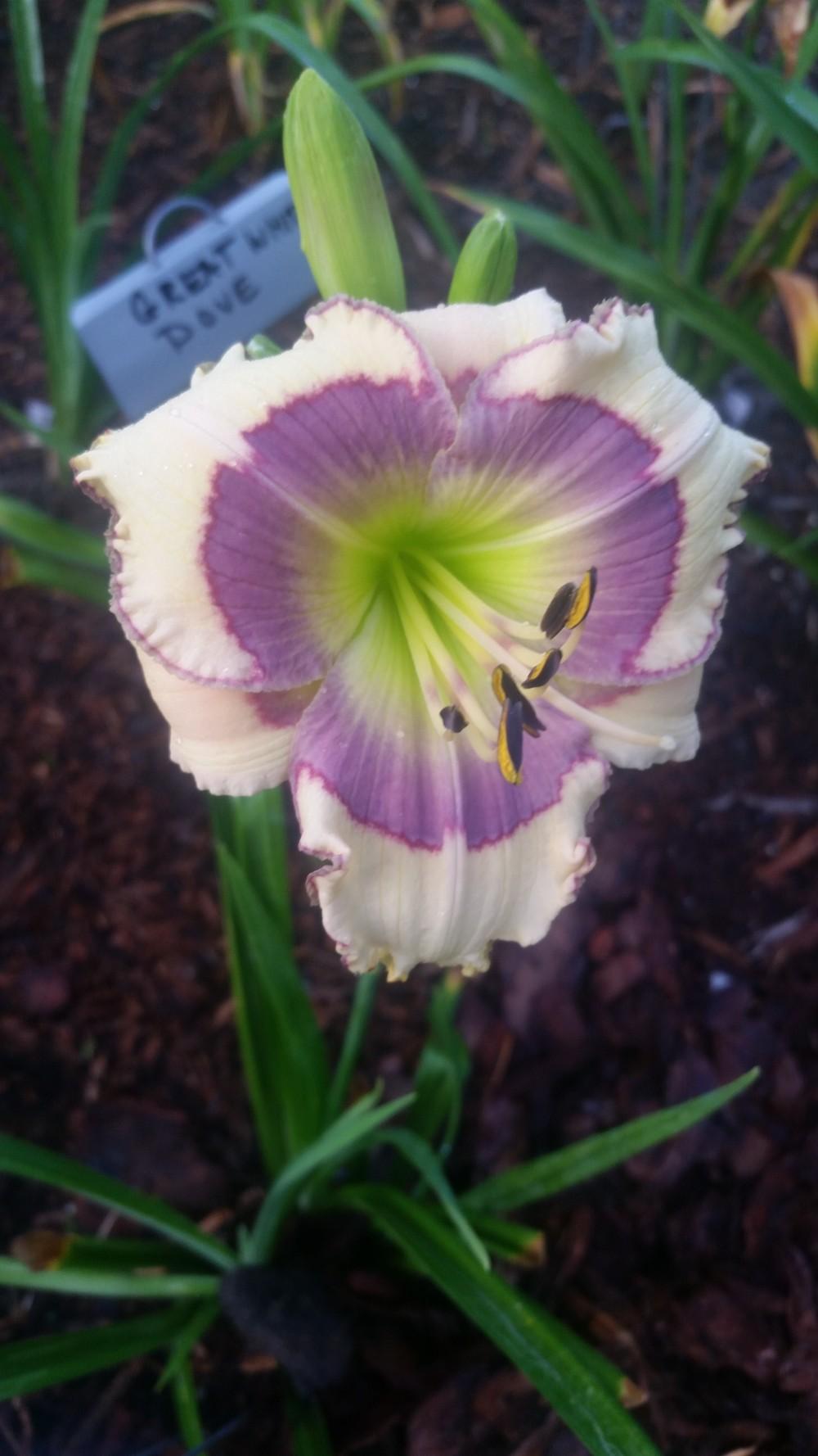 Photo of Daylily (Hemerocallis 'Bluebird Butterfly') uploaded by value4dollars