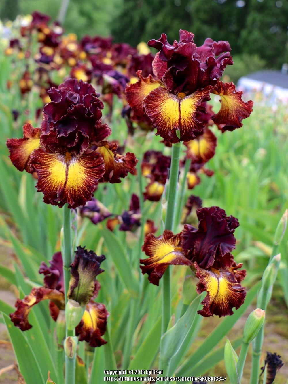 Photo of Tall Bearded Iris (Iris 'Fire Danger') uploaded by ARUBA1334