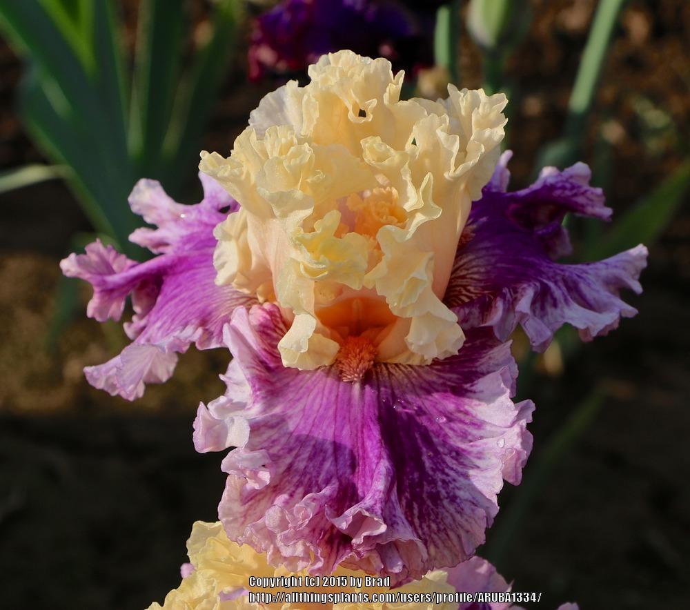 Photo of Tall Bearded Iris (Iris 'Crowned in Glory') uploaded by ARUBA1334
