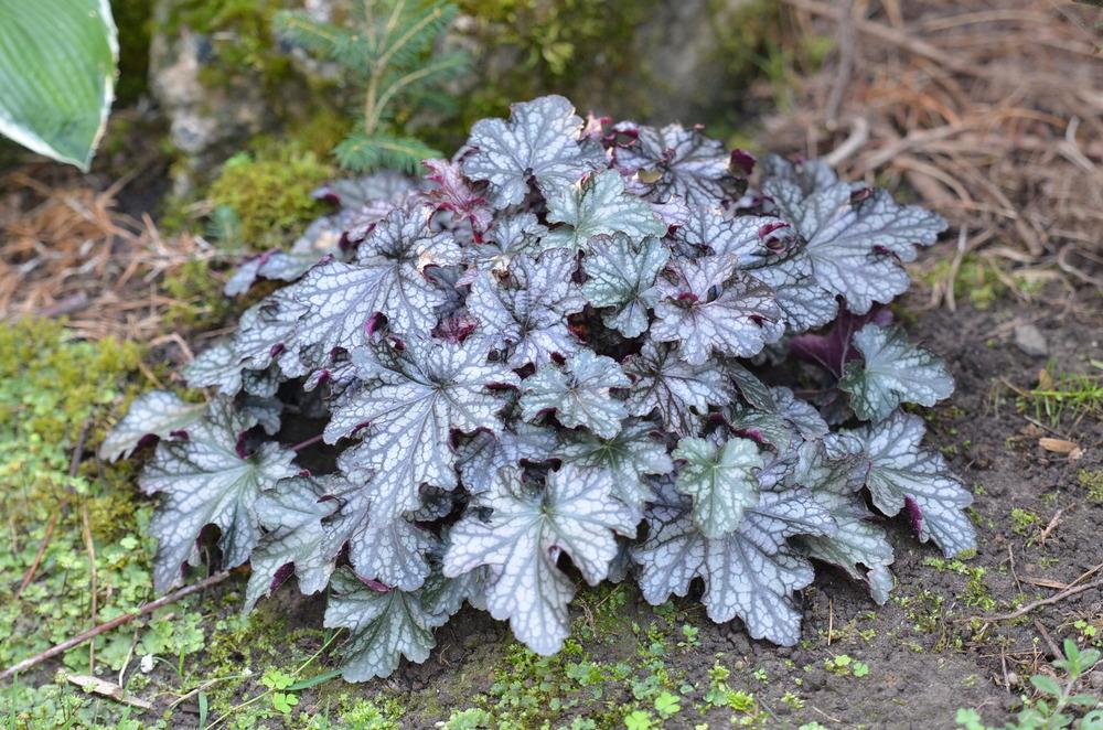 Photo of Coral Bells (Heuchera Dolce® Blackcurrant) uploaded by Anne