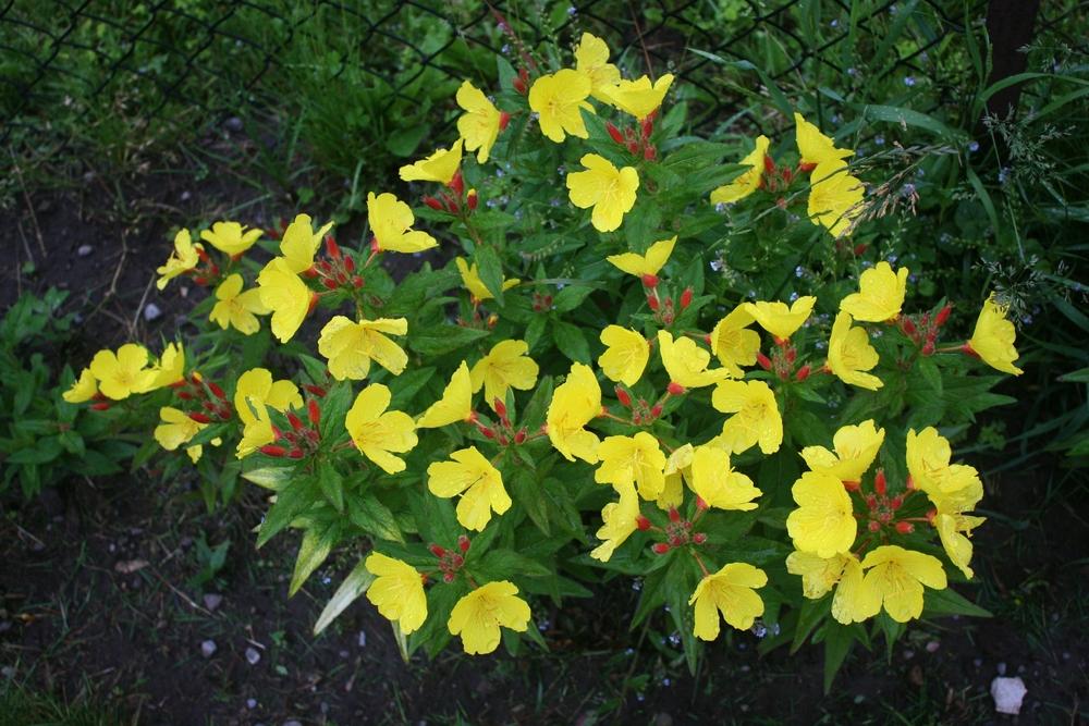 Photo of Sundrops (Oenothera tetragona) uploaded by Daylilybaby