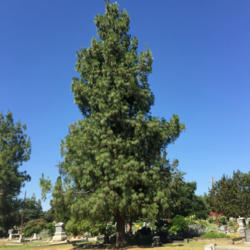 Location: Hamilton Square Perennial Garden, Historic City Cemetery, Sacramento CA.
Date: 2015-06-12
Zone 9b.