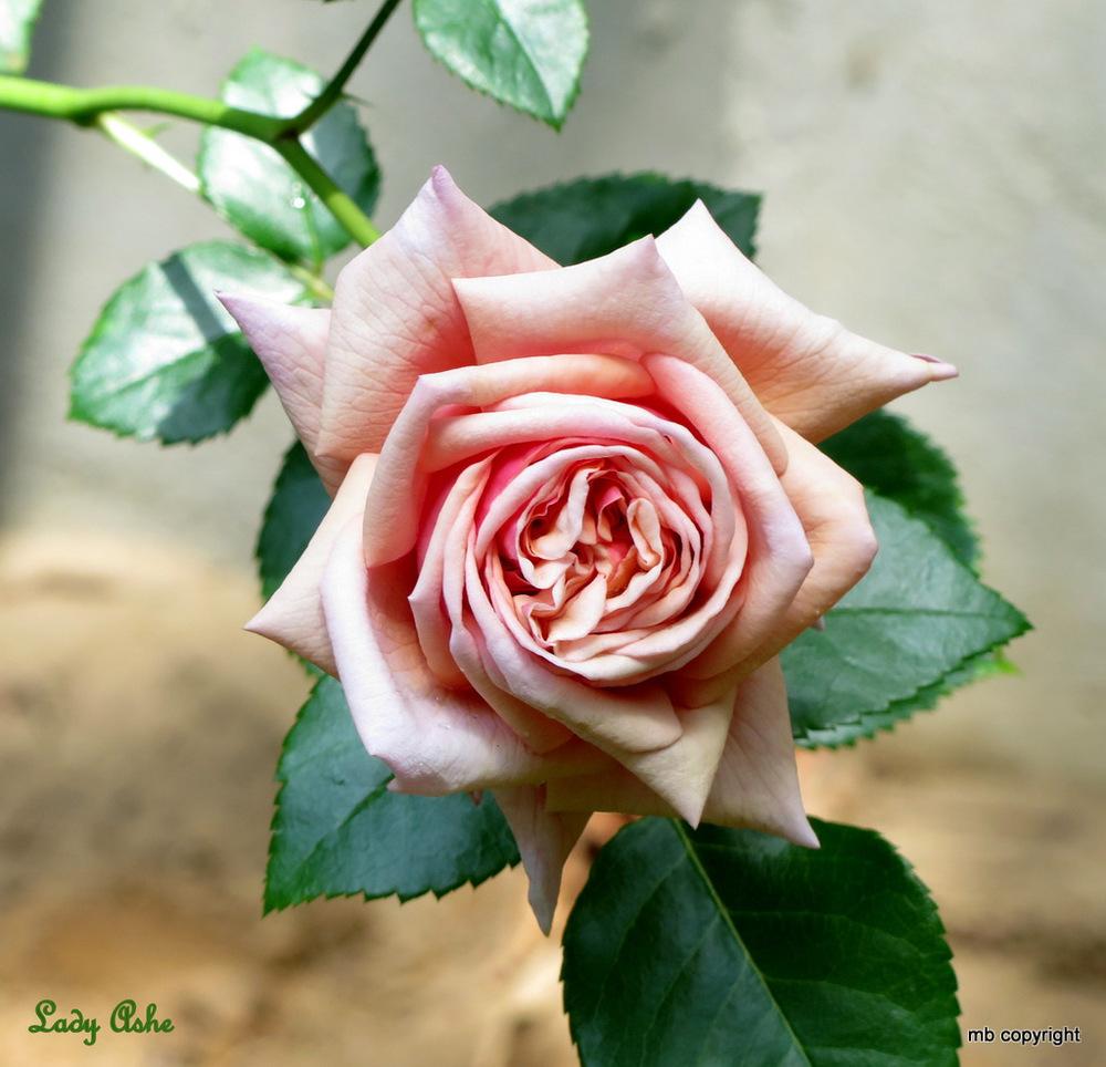 Photo of Rose (Rosa 'Dixieland Linda') uploaded by MargieNY