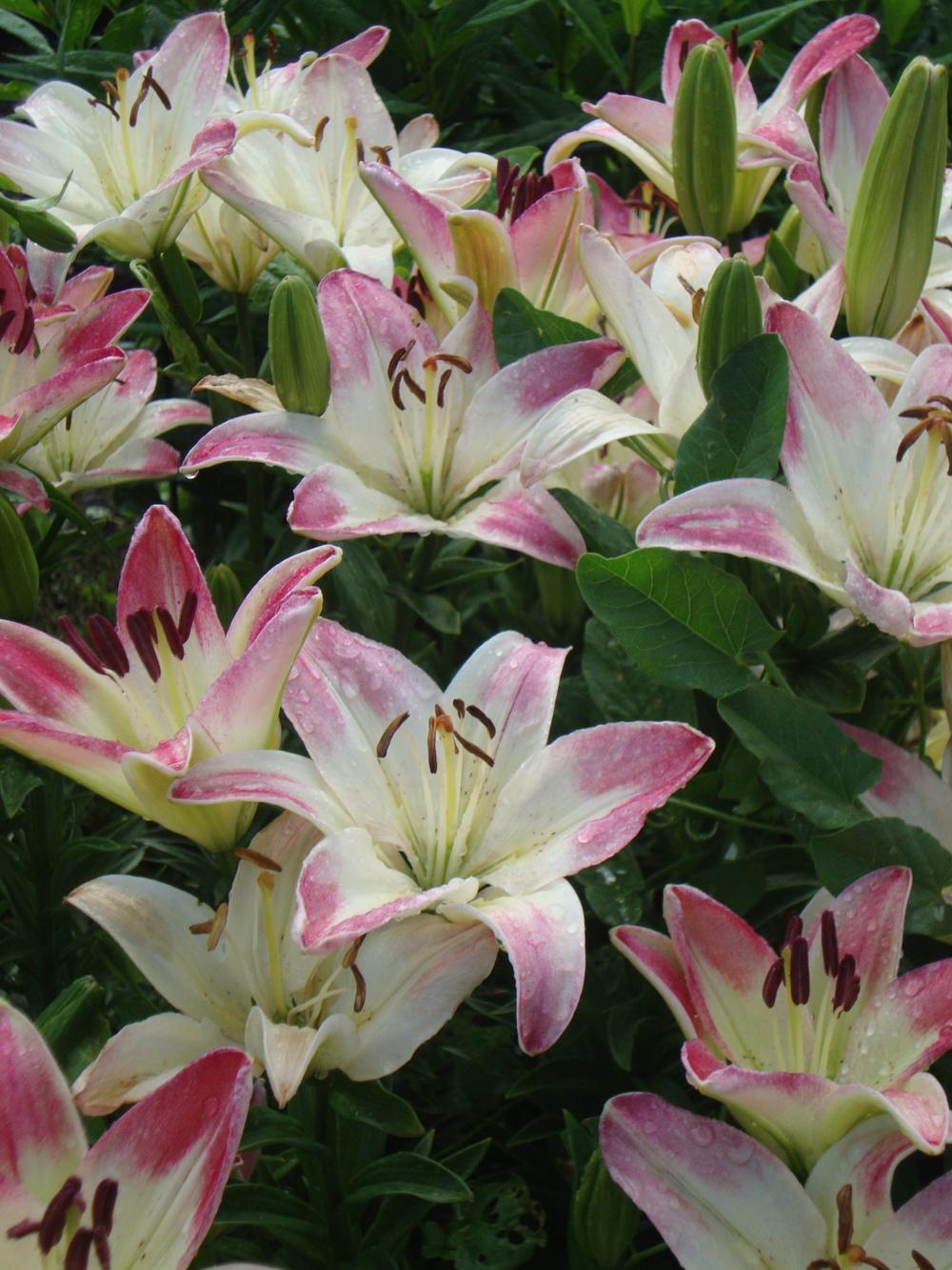 Photo of Lily (Lilium 'Lollypop') uploaded by Paul2032