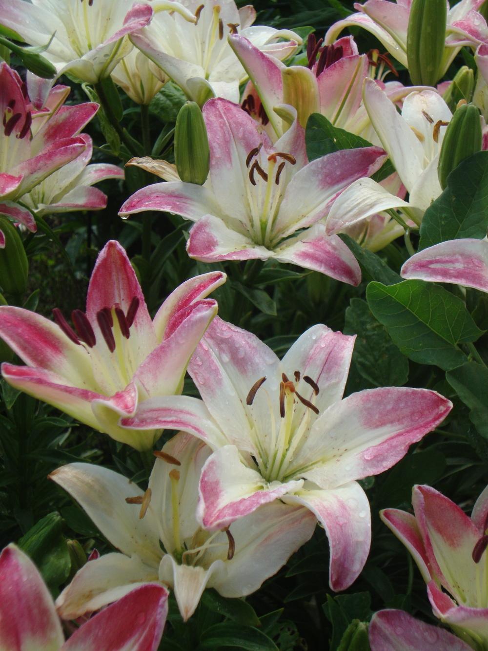 Photo of Lily (Lilium 'Lollypop') uploaded by Paul2032