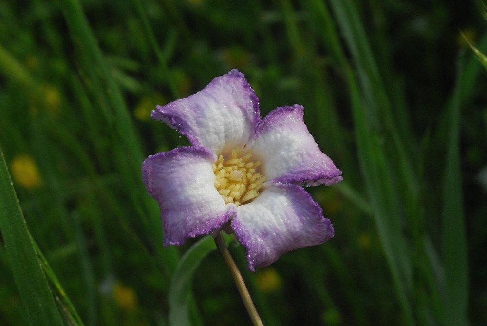 Photo of Clematis (Clematis crispa) uploaded by admin