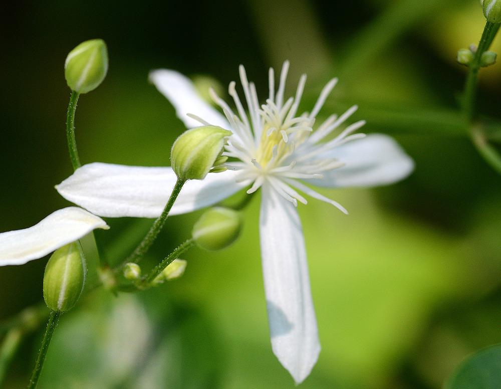 Photo of Sweet Autumn Clematis (Clematis terniflora) uploaded by admin
