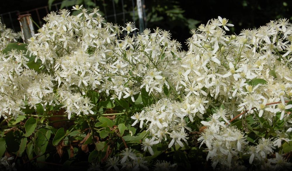 Photo of Sweet Autumn Clematis (Clematis terniflora) uploaded by admin