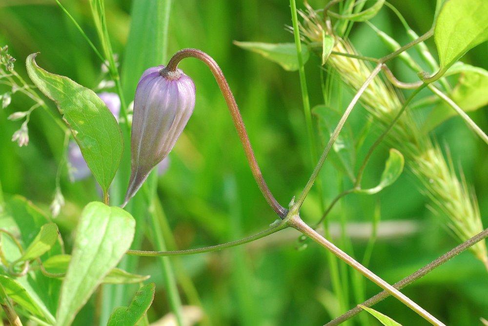 Photo of Clematis (Clematis crispa) uploaded by admin