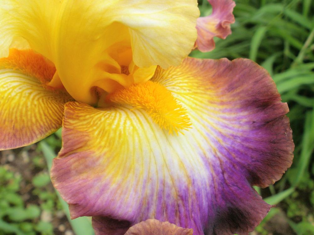Photo of Tall Bearded Iris (Iris 'Rainbow High') uploaded by bramedog