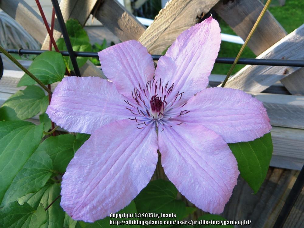 Photo of Clematis Pink Chiffon™ uploaded by foraygardengirl
