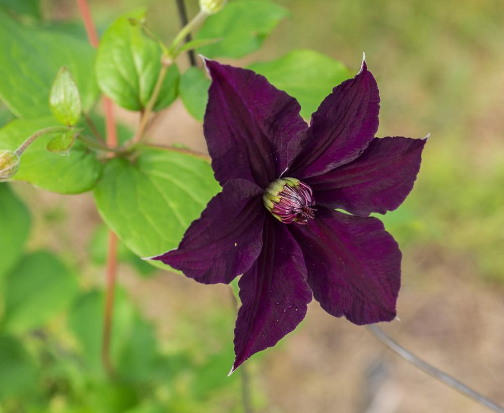 Photo of Clematis Happy Birthday™ uploaded by frankrichards16