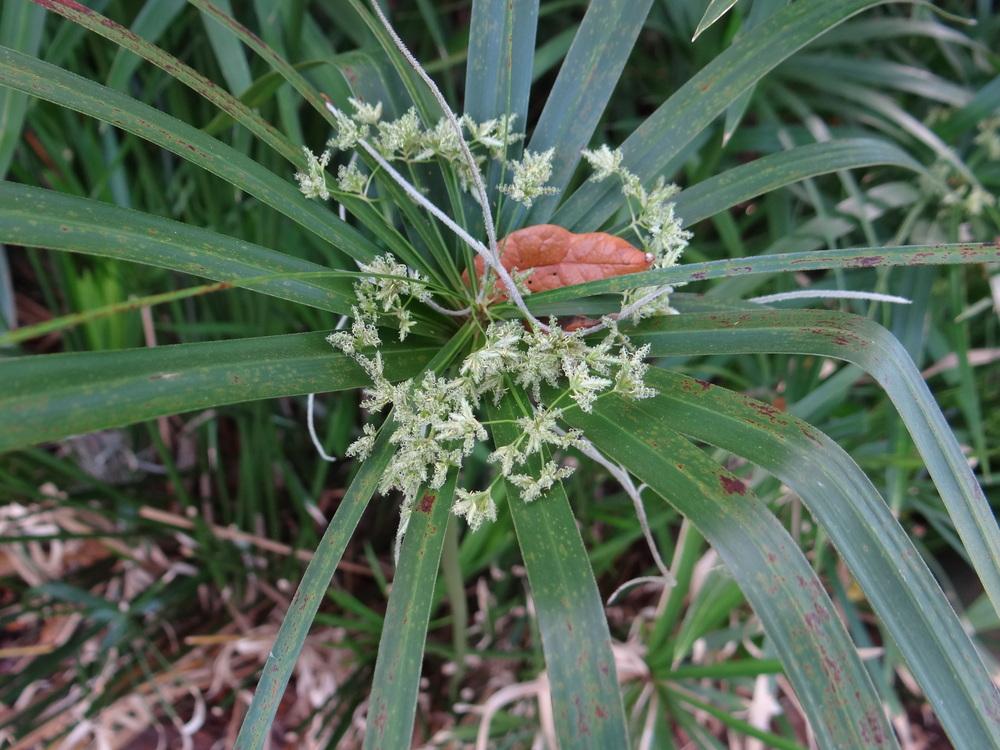 Photo of Umbrella Plant (Cyperus alternifolius subsp. flabelliformis) uploaded by hawkarica