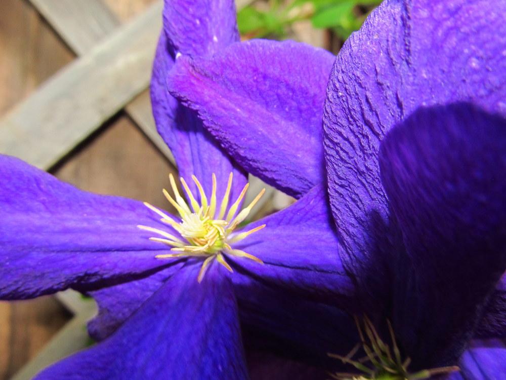 Photo of Clematis 'Jackmanii' uploaded by jmorth