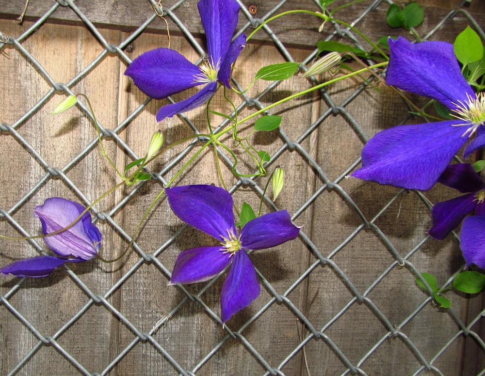 Photo of Clematis 'Jackmanii' uploaded by jmorth