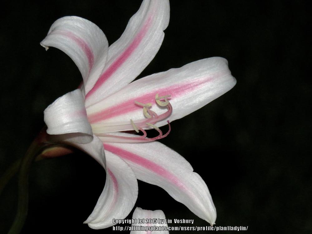 Photo of Crinum 'Milk and Wine' uploaded by plantladylin