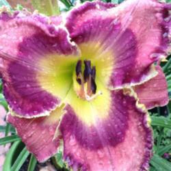 Location: backyard/courtyard
Date: 6/13/2015
Close up of my fabulous God Save The Queen daylily!