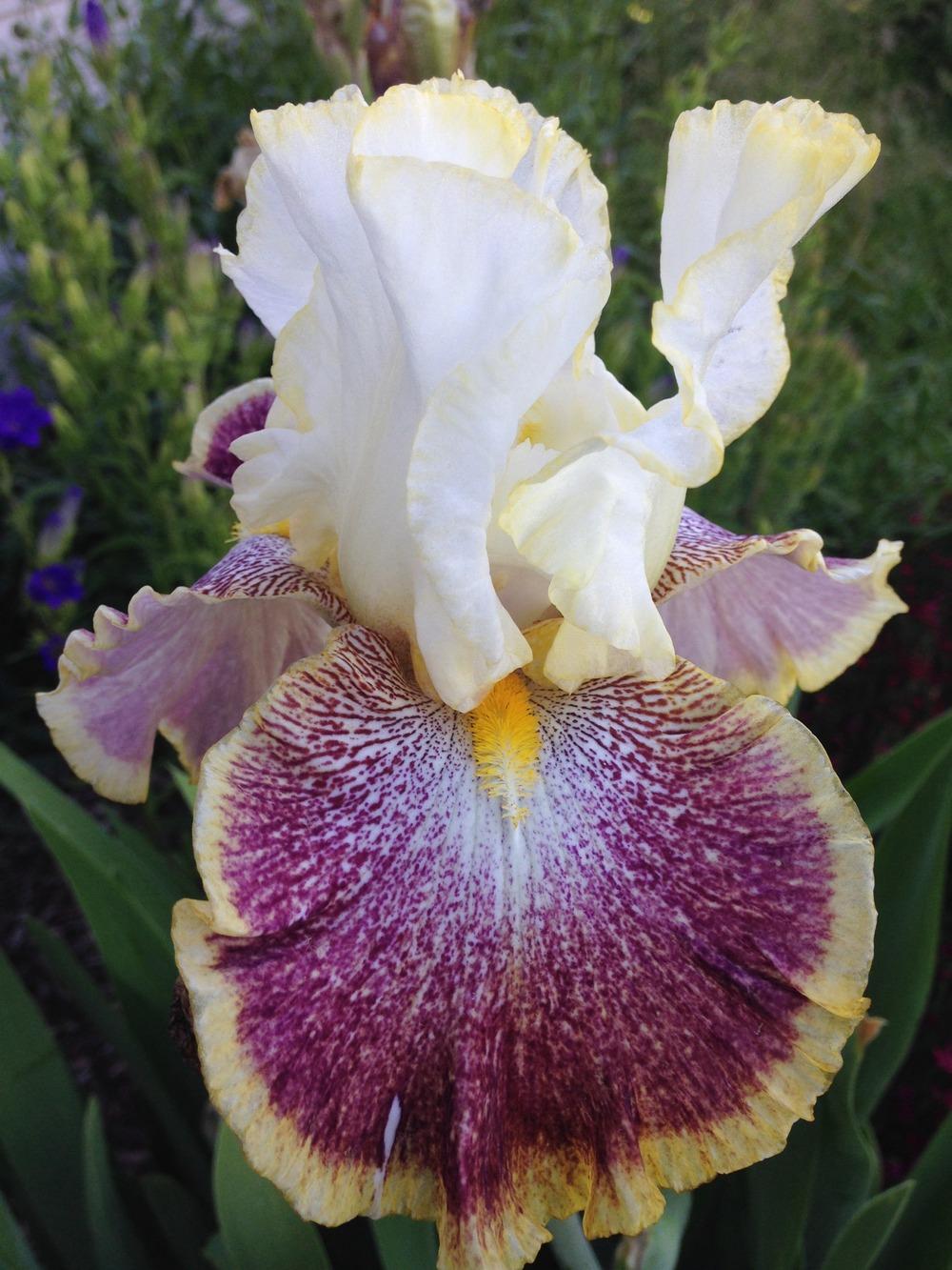 Photo of Tall Bearded Iris (Iris 'Carnival Ride') uploaded by PutteringinIdaho
