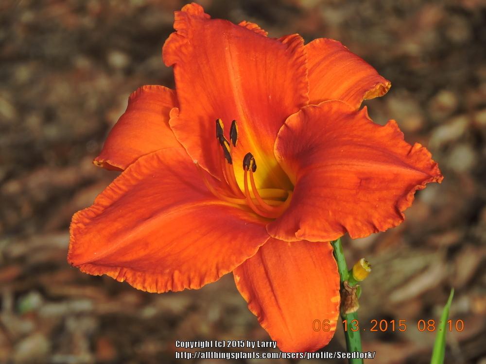 Photo of Daylily (Hemerocallis 'Alabama Jubilee') uploaded by Seedfork