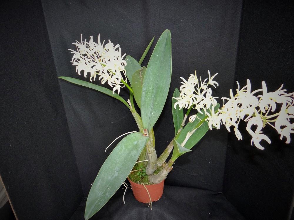 Photo of King Orchid (Dendrobium speciosum) uploaded by hawkarica