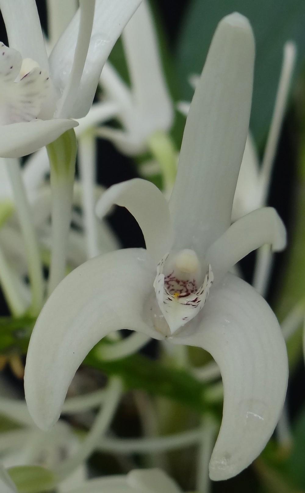 Photo of King Orchid (Dendrobium speciosum) uploaded by hawkarica