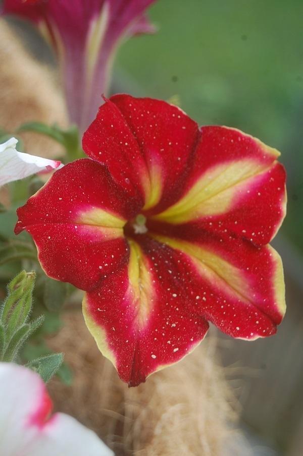 Photo of Petunia Crazytunia® Mandeville uploaded by pixie62560