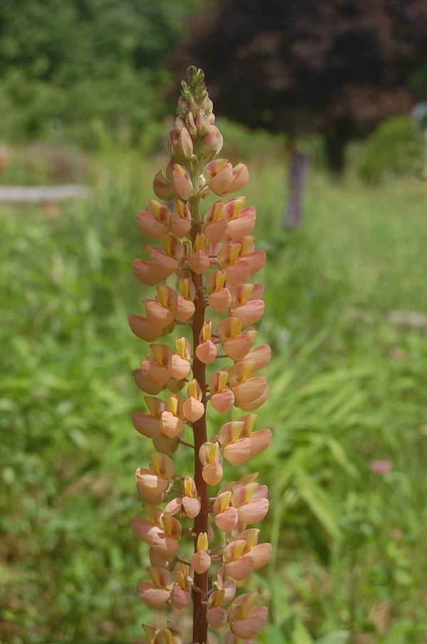 Photo of Russell Lupine (Lupinus regalis) uploaded by pixie62560