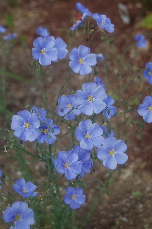 Photo of Blue Flax (Linum perenne) uploaded by pixie62560