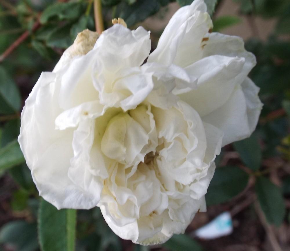 Photo of White Lady Banks (Rosa banksiae) uploaded by poisondartfrog