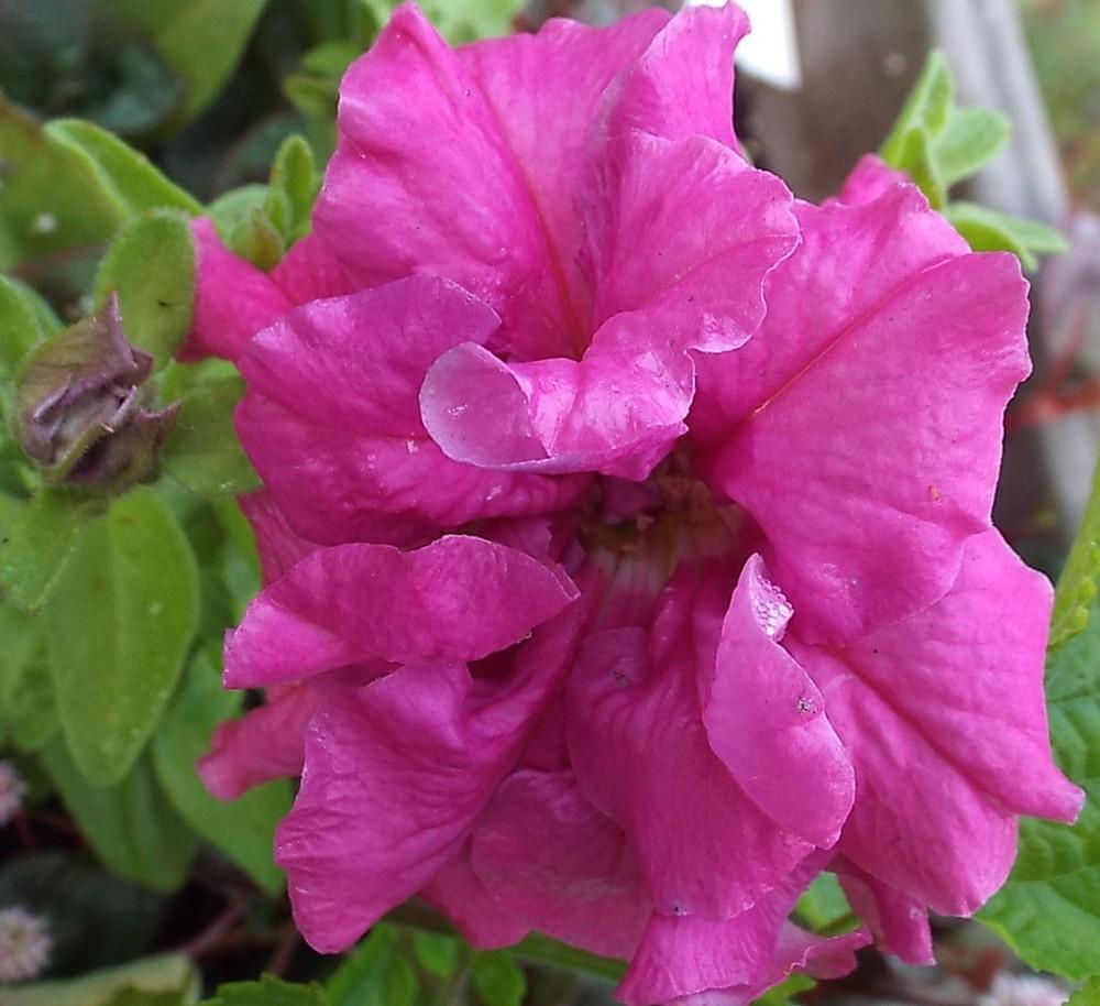Photo of Double Grandiflora Petunia (Petunia 'Double Cascade Pink') uploaded by poisondartfrog