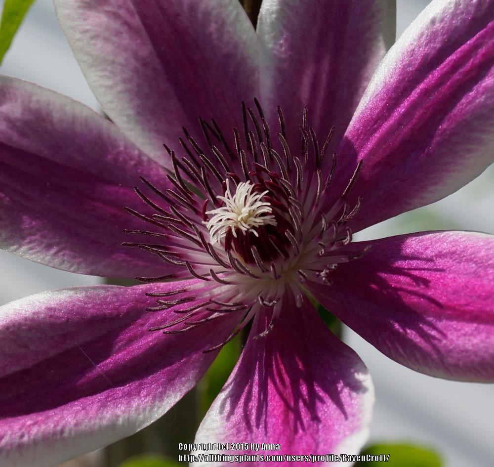 Photo of Clematis 'Nelly Moser' uploaded by RavenCroft