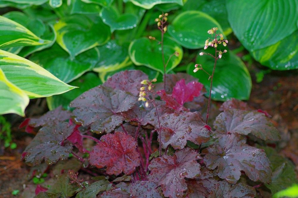 Photo of Coral Bells (Heuchera) uploaded by Rose1656