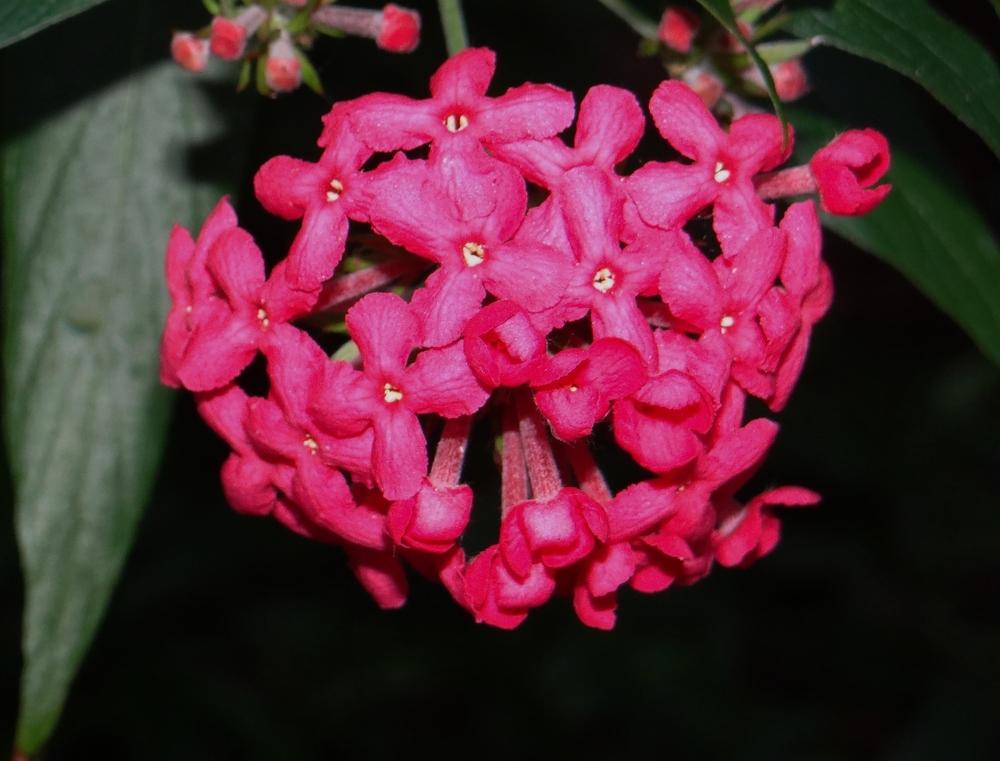 Photo of Panama Rose (Rondeletia leucophylla) uploaded by hawkarica