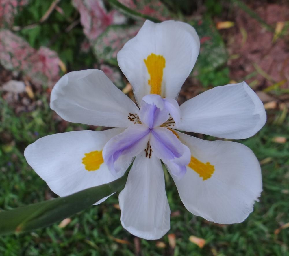 Photo of Butterfly Iris (Dietes grandiflora) uploaded by hawkarica