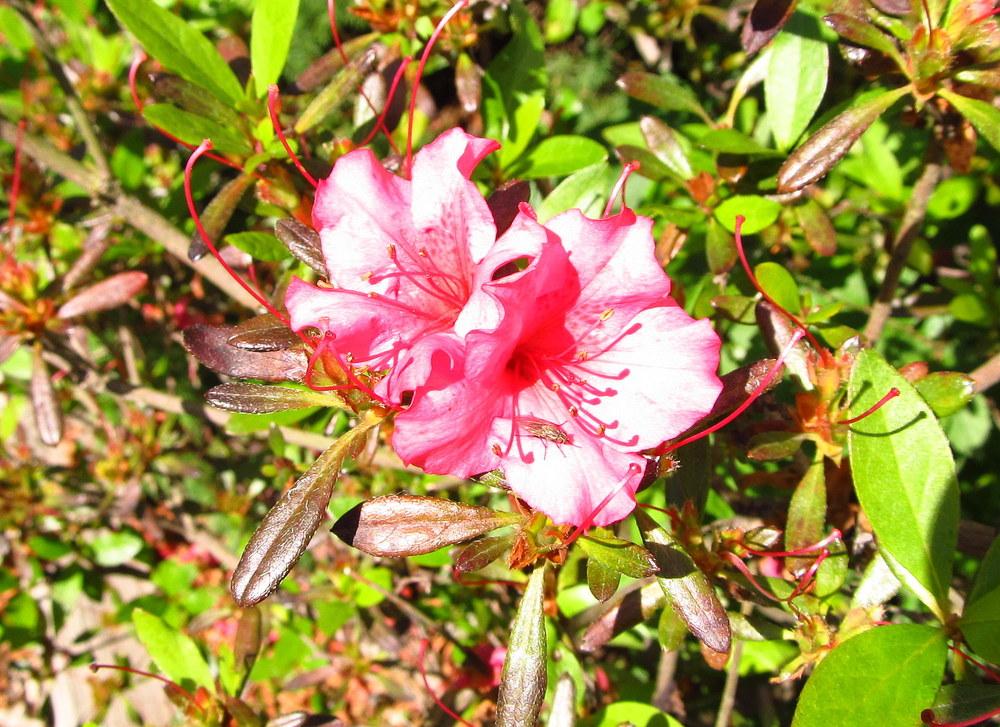 Photo of Rhododendrons (Rhododendron) uploaded by jmorth