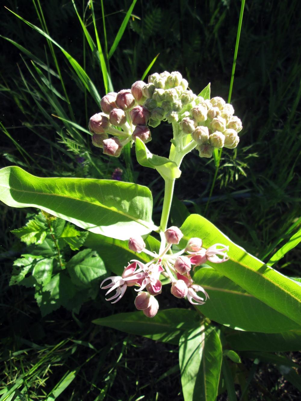 Photo of Showy Milkweed (Asclepias speciosa) uploaded by lauribob