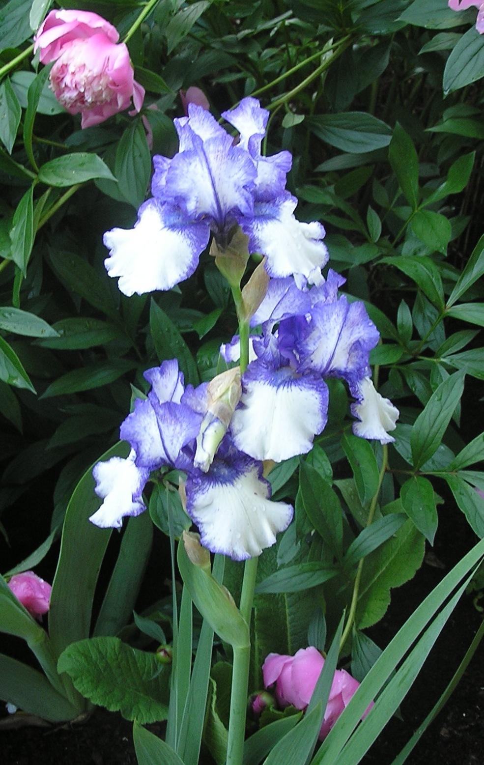 Photo of Tall Bearded Iris (Iris 'Rare Treat') uploaded by mandolls