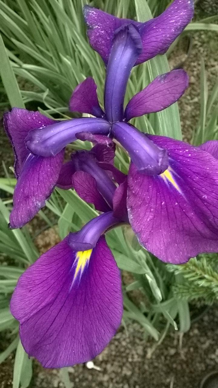 Photo of Japanese Iris (Iris ensata 'Silverband') uploaded by obliqua