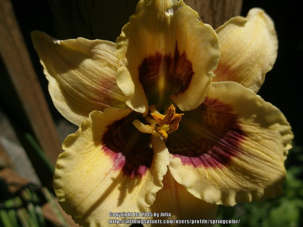 Photo of Daylily (Hemerocallis 'Barcode') uploaded by springcolor