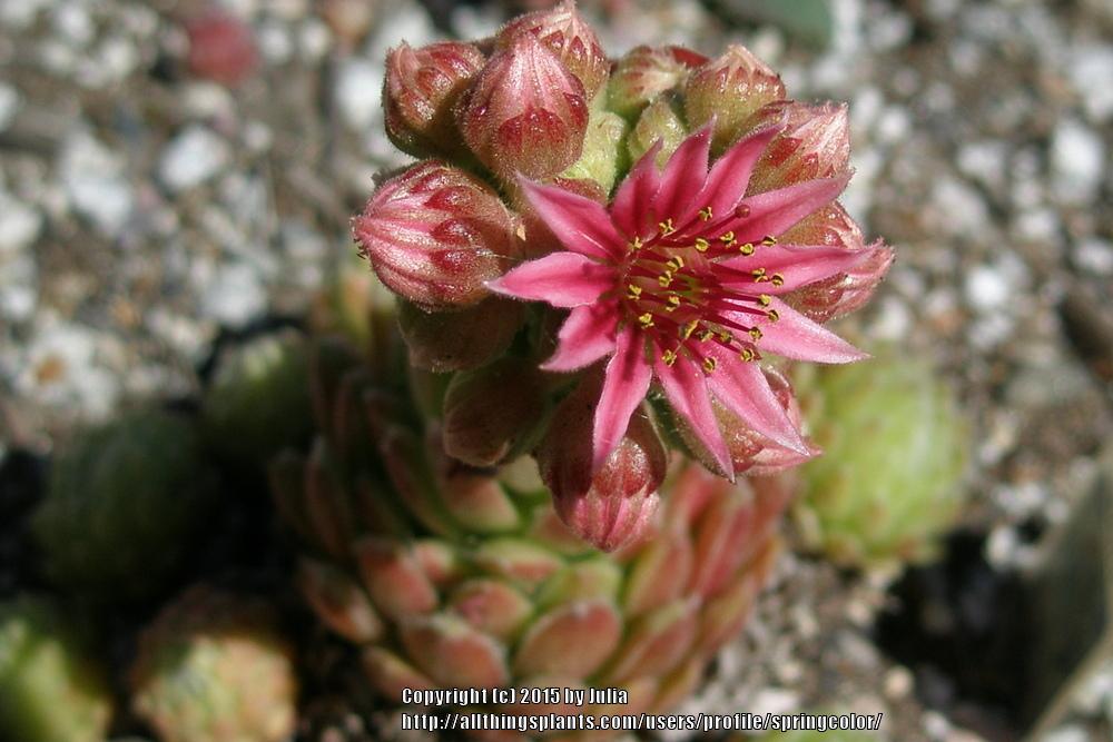 Photo of Hen and Chicks (Sempervivum 'Spring Beauty') uploaded by springcolor
