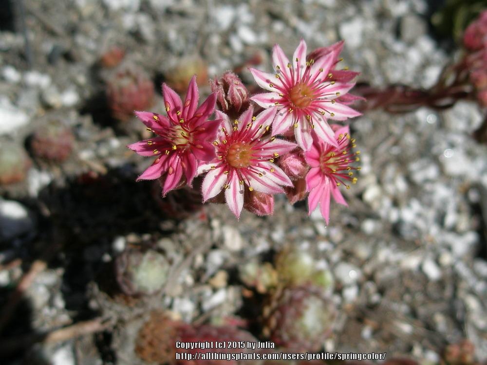Photo of Hen and chicks (Sempervivum 'Sultan') uploaded by springcolor