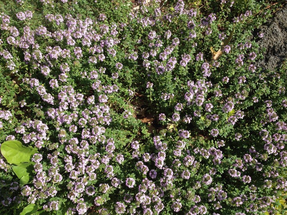 Photo of Creeping Thyme (Thymus 'Doone Valley') uploaded by ssgardener