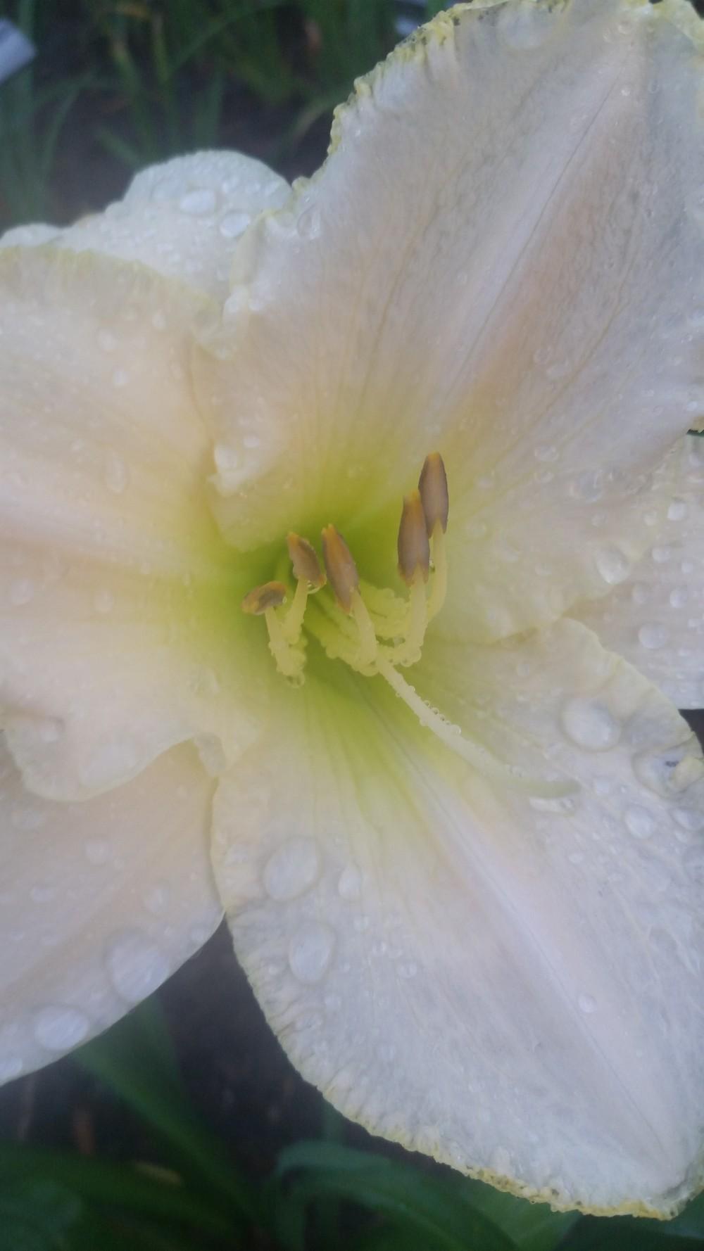 Photo of Daylily (Hemerocallis 'Early Snow') uploaded by value4dollars